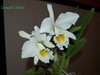 Cattleya gaskelliana var alba